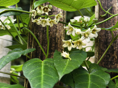 萝藦花与蚂蚁
