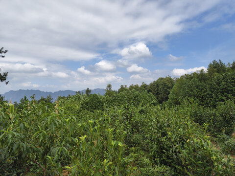 高山茶园