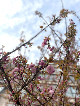 樱花