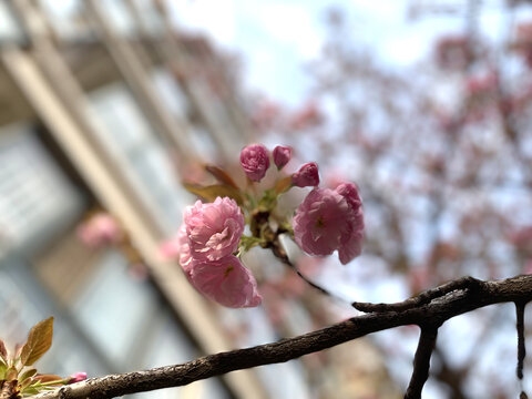 盛开的樱花