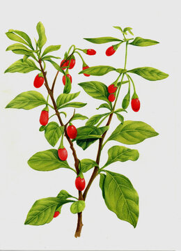 中草药枸杞