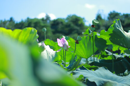 荷花