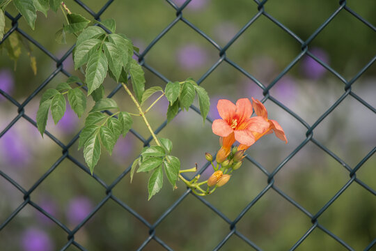 凌霄花