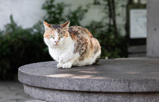 花猫