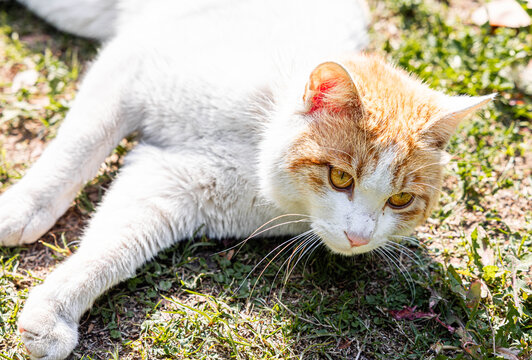 猫咪