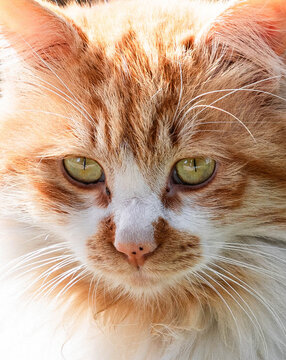 花猫