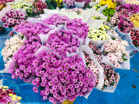 孔雀菊