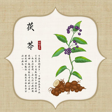 茯苓