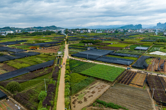 广西荔浦市连片花卉苗木种植基地