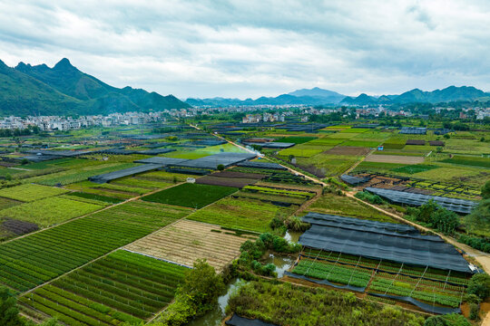 广西荔浦市连片花卉苗木种植基地