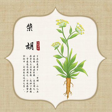 手绘柴胡