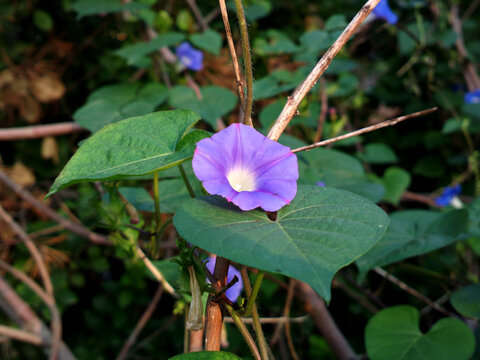 牵牛花