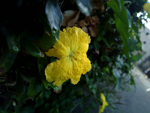 丝瓜花