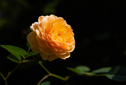 丰花月季