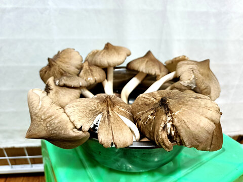 三塔菌