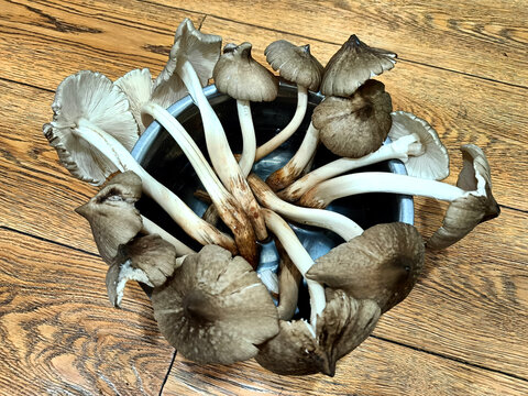 三塔菌