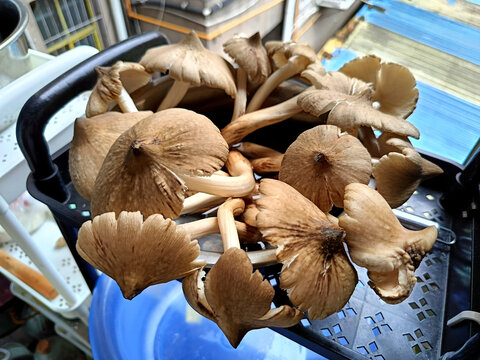 三塔菌