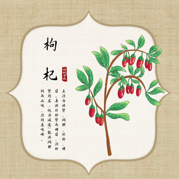 枸杞插画