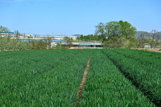 农业粮食种植绿油油的麦田小麦