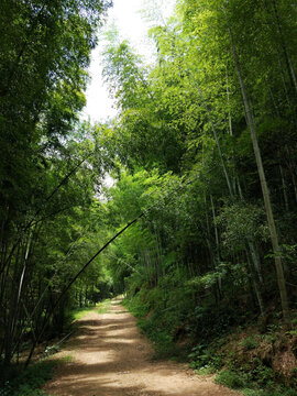 竹林小路