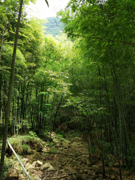 竹林深处