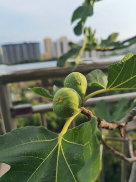 无花果