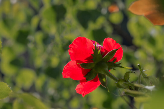 玫瑰花
