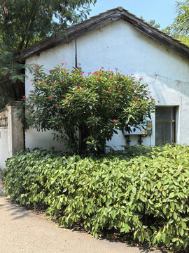 绿植花卉