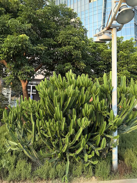 热带植物