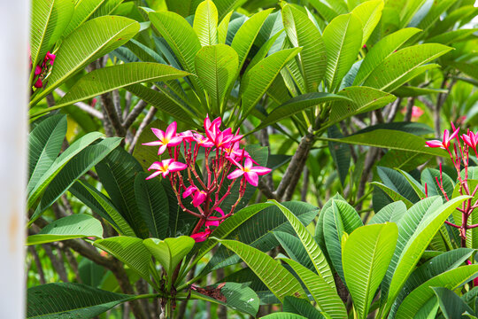 红鸡蛋花