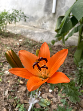 黄花
