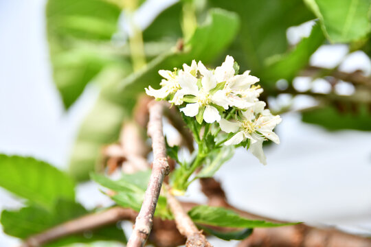 樱桃花
