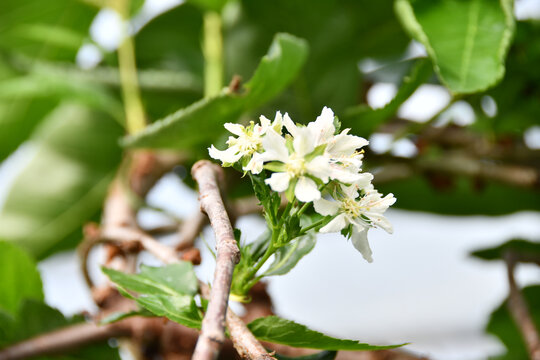 樱桃花