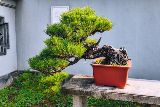 扬派盆景黑松