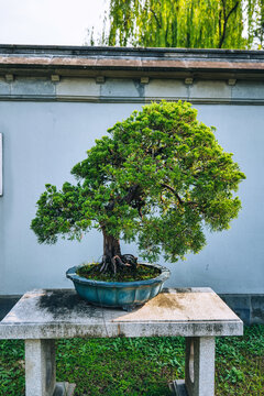 扬派盆景真柏