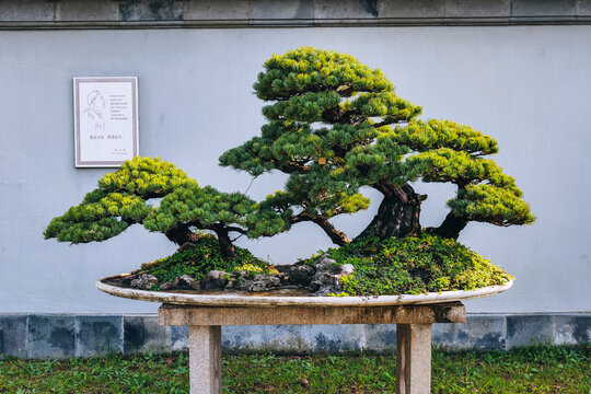 扬派盆景五针松