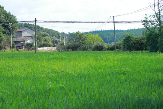 水稻田