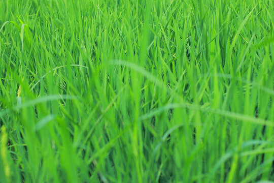 水稻青草