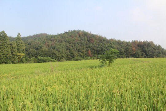 水稻青山