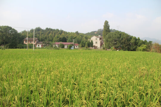 稻田