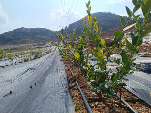 蓝莓树