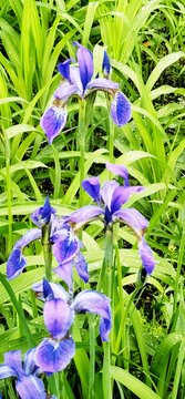 兰花草