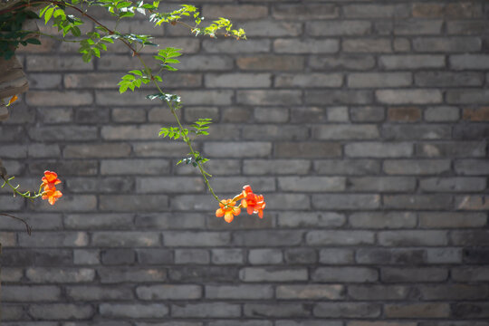 凌霄花
