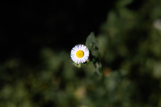 小菊花