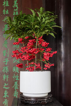 朱砂根