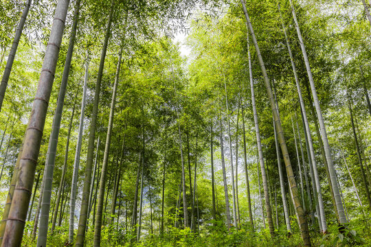 竹林