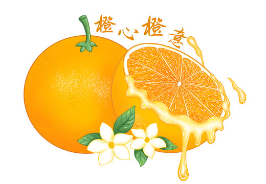 橙子插画
