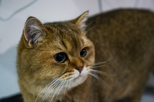 金渐层猫