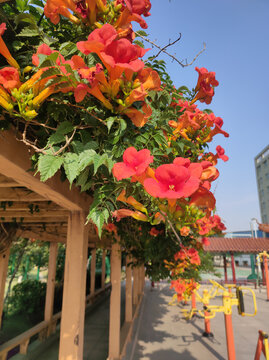凌霄花