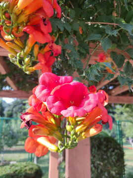 凌霄花